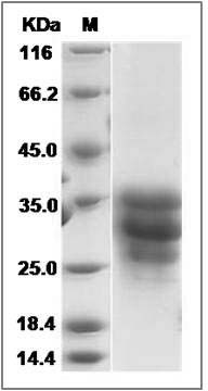 Cynomolgus FAS / CD95 / APO-1 / TNFRSF6 Protein SDS-PAGE