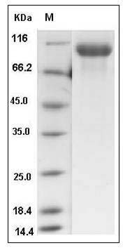 Mouse EGFR / HER1 / ErbB1 Protein (His Tag) SDS-PAGE