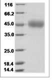 Human CD33 recombinant protein (C-cleavage)