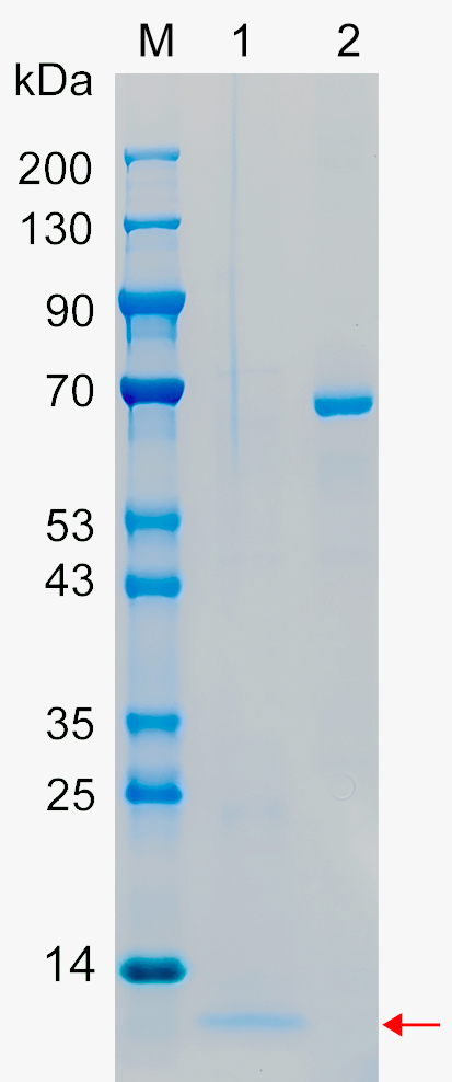 Recombinant CC085 protein (His tag) SDS-PAGE