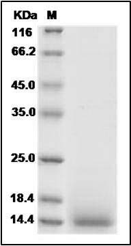 Mouse EGF / Epidermal Growth Factor Protein SDS-PAGE