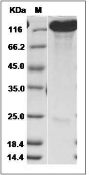 Mouse CHL-1 Protein SDS-PAGE