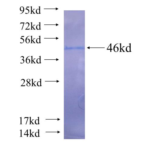 Recombinant human SMCR7L SDS-PAGE