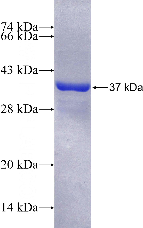 Recombinant Human FAM119A SDS-PAGE