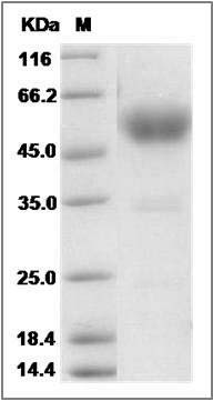 Cynomolgus TRAIL R4 / CD264 / TNFRSF10D Protein (Fc Tag) SDS-PAGE