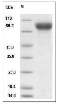 Influenza A H12N1 (A/mallard duck/Alberta/342/1983) Hemagglutinin / HA Protein (His Tag) SDS-PAGE