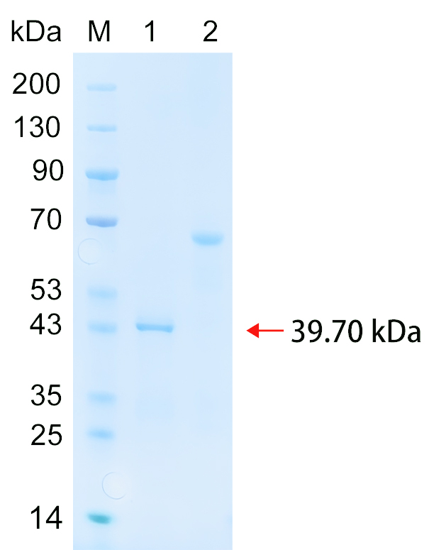 Recombinant FSP1 protein (His tag) SDS-PAGE