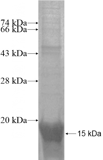 Recombinant Human SNRNP27 SDS-PAGE