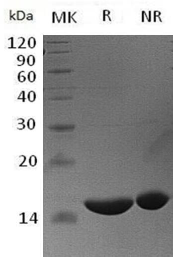 Human FABP6/ILBP/ILLBP (His tag) recombinant protein