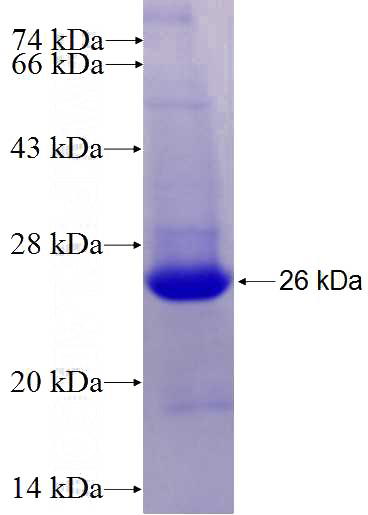 Recombinant Human FAM55B SDS-PAGE