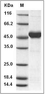 Human MAX / MYC associated factor X Protein (His & GST Tag) SDS-PAGE