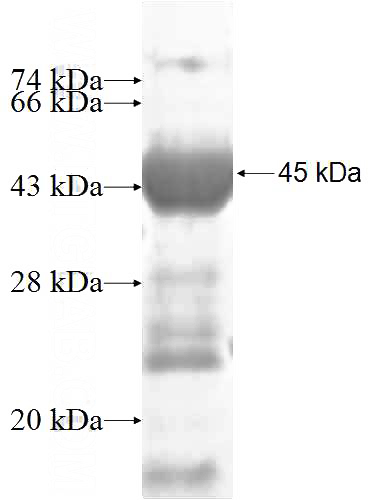 Recombinant Human DDX19A SDS-PAGE