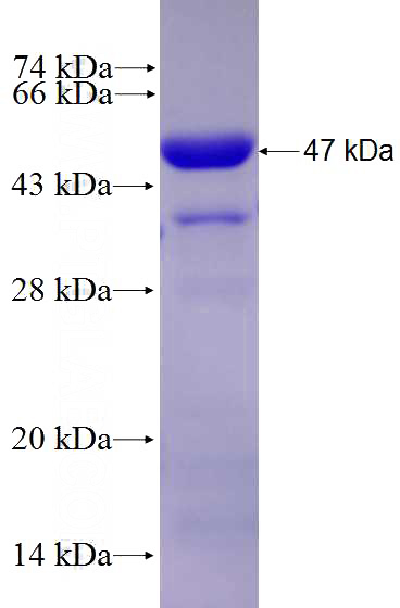 Recombinant Human FXR1 SDS-PAGE