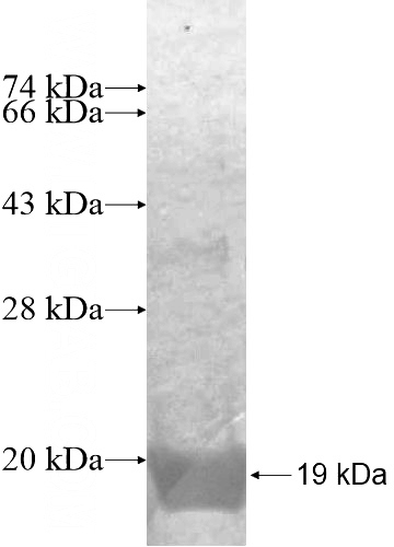 Recombinant Human FAM167B SDS-PAGE