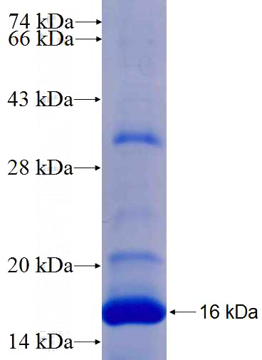 Recombinant Human PLD6 SDS-PAGE