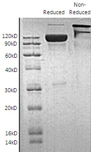 Human ICAM1 (Fc tag) recombinant protein
