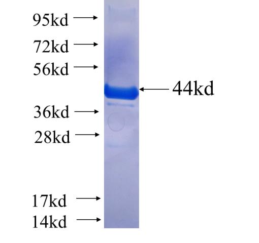 Recombinant human GAPDHS SDS-PAGE
