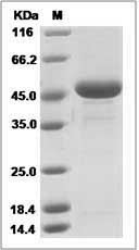 Human TNF-alpha / TNFA Protein (Fc Tag)