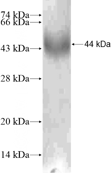 Recombinant Human NLRP13 SDS-PAGE