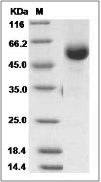 Canine CD40 / TNFRSF5 Protein (Fc Tag) SDS-PAGE