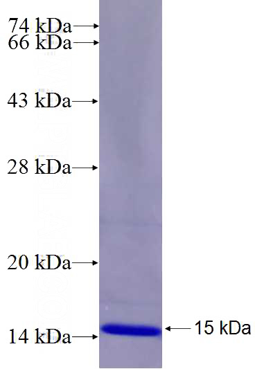 Recombinant Human FAM91A1 SDS-PAGE