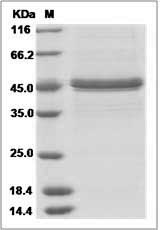 FKBP11 protein SDS-PAGE