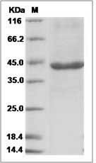 Human PEX11A / Peroxin-11A Protein (Fc Tag)