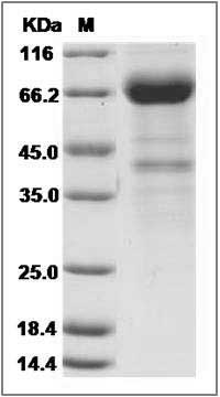 Canine IL2RB / IL2 Receptor beta Protein (Fc Tag) SDS-PAGE