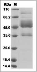 Human CD300E / IREM-2 Protein (Fc Tag) SDS-PAGE