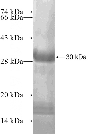 Recombinant Human CHRM4 SDS-PAGE
