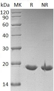Human SUMO3/SMT3A/SMT3H1 (His tag) recombinant protein