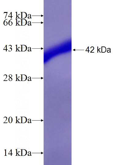 Human DPY30 Recombinant protein (GST tag)