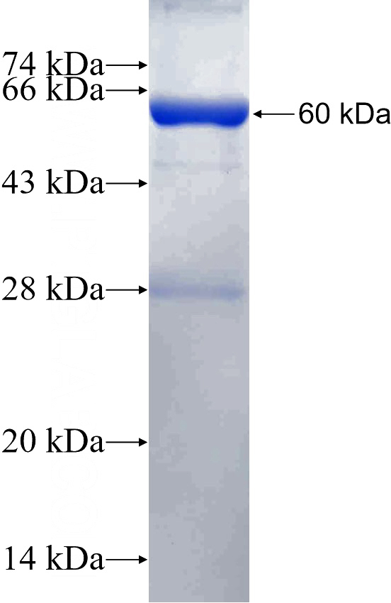 Recombinant Human C9orf64 SDS-PAGE