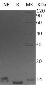 Human CCL26/SCYA26/UNQ216/PRO242 recombinant protein