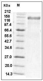 Human HER2 / ErbB2 Protein (Fc Tag) SDS-PAGE