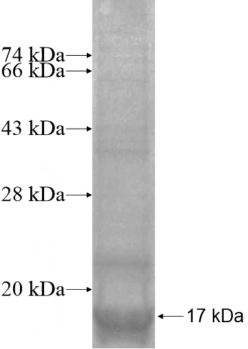 Recombinant Human GPR143 SDS-PAGE