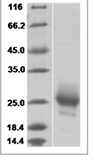 Mouse IL3 recombinant protein (Native)