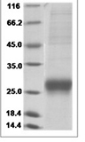 Human LCN8 Protein 14491