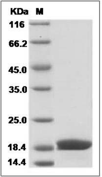 Mouse REG2 / REG-2 Protein (His Tag) SDS-PAGE