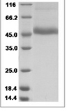 DENV DENV-NS1 / Nonstructural protein 1 Protein 15328