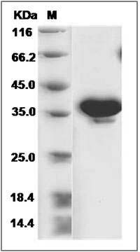 Canine NRG1-alpha Protein (EGF Domain, Fc Tag) SDS-PAGE