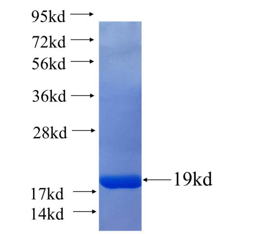 Recombinant human TRAF1 SDS-PAGE