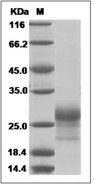 Human CD8B / P37 / LEU2 Protein SDS-PAGE