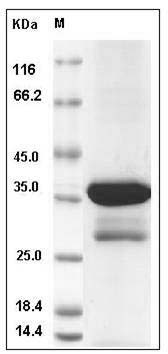 Human DCX Protein (aa 45-150, GST Tag) SDS-PAGE