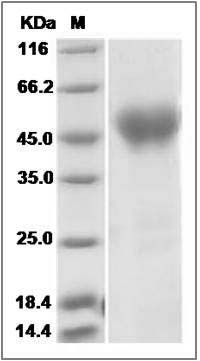 Canine NRG1-alpha Protein () SDS-PAGE