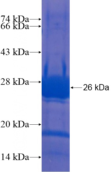 Recombinant Human C13orf27 SDS-PAGE