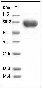 Human PD1 / PDCD1 Protein (His & Fc Tag) SDS-PAGE