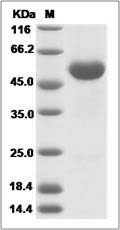 Human Frizzled-4 / FZD4 / CD344 Protein (Fc Tag) SDS-PAGE