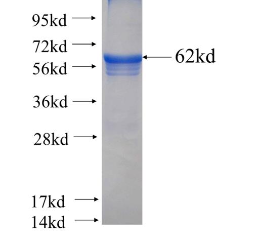Recombinant human HERC4 SDS-PAGE