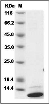 Human Glutaredoxin / GRX1 / GLRX Protein (His Tag) SDS-PAGE